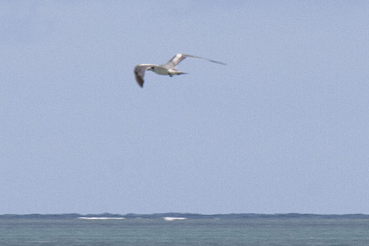 Great Crested Tern - ML611790899