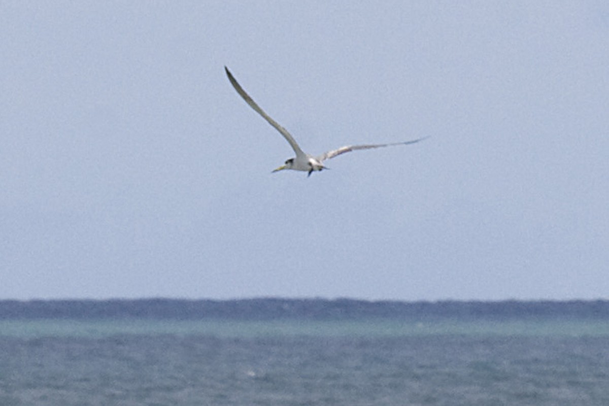 Great Crested Tern - ML611790901
