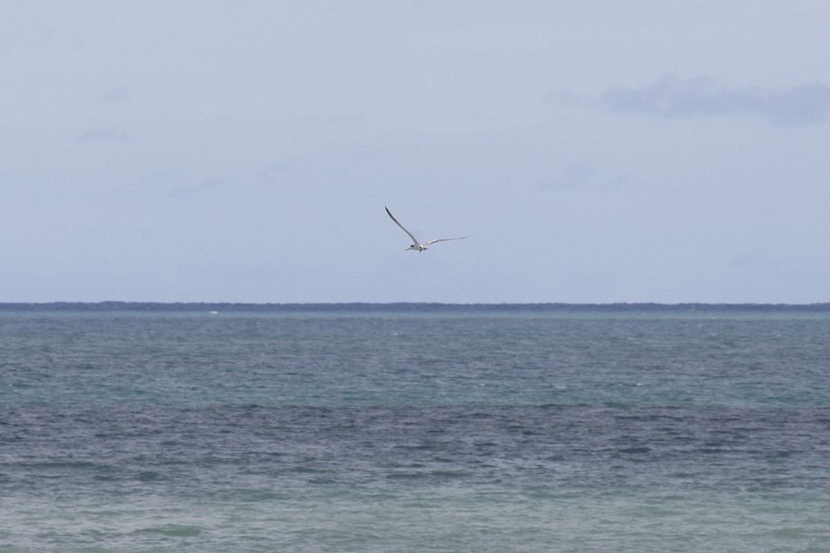 Great Crested Tern - ML611790903