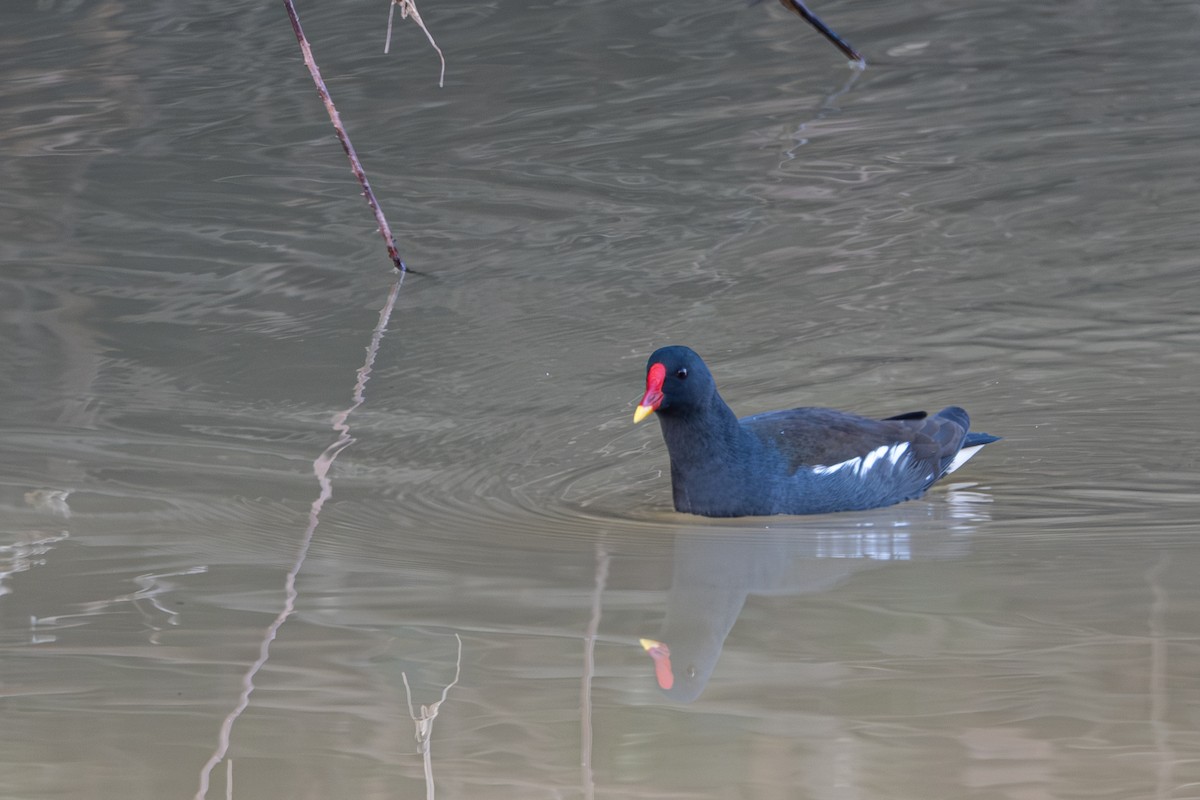 Gallinule poule-d'eau - ML611790907