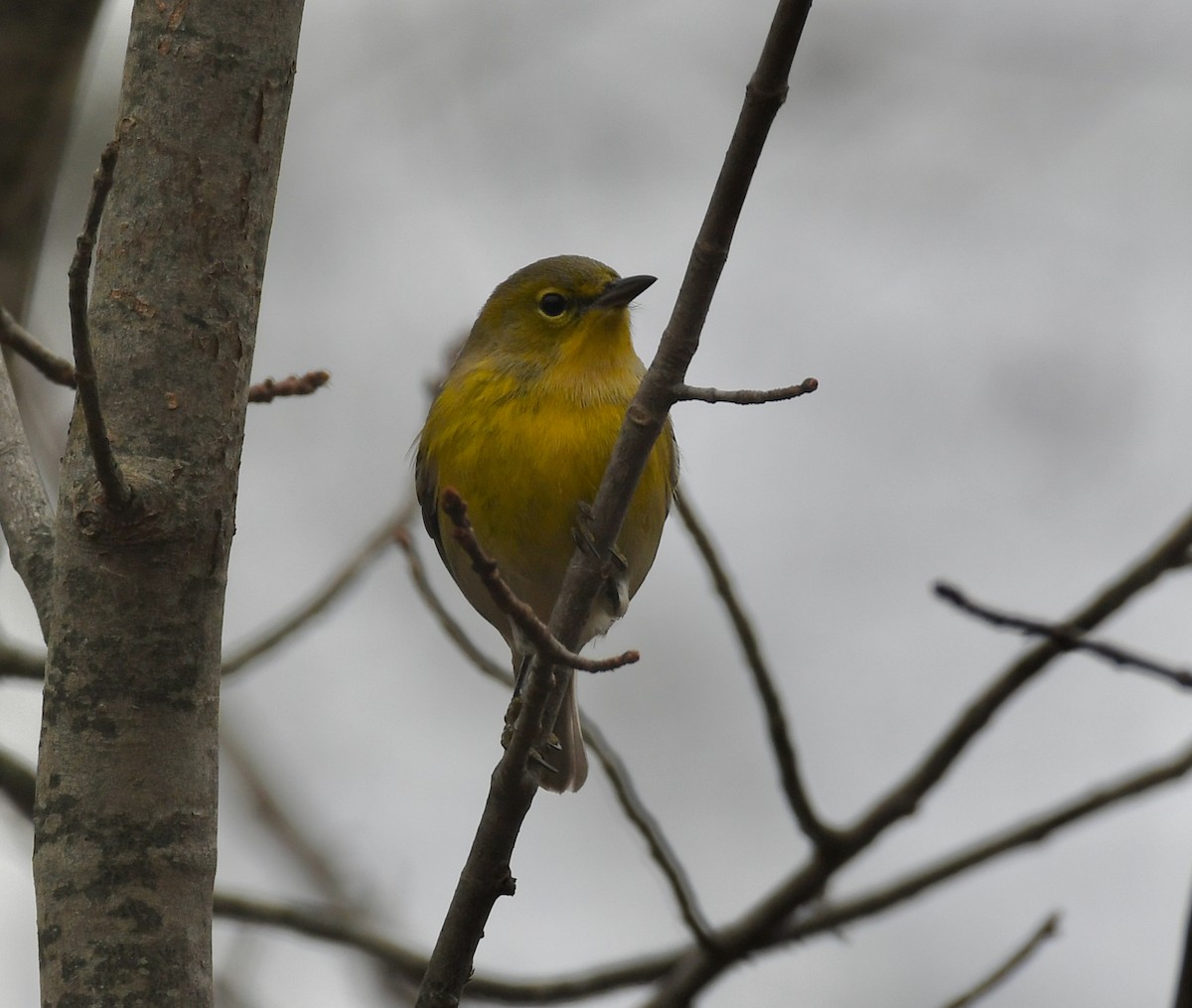 Pine Warbler - ML611790908