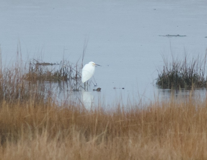 Snowy Egret - Alix d'Entremont