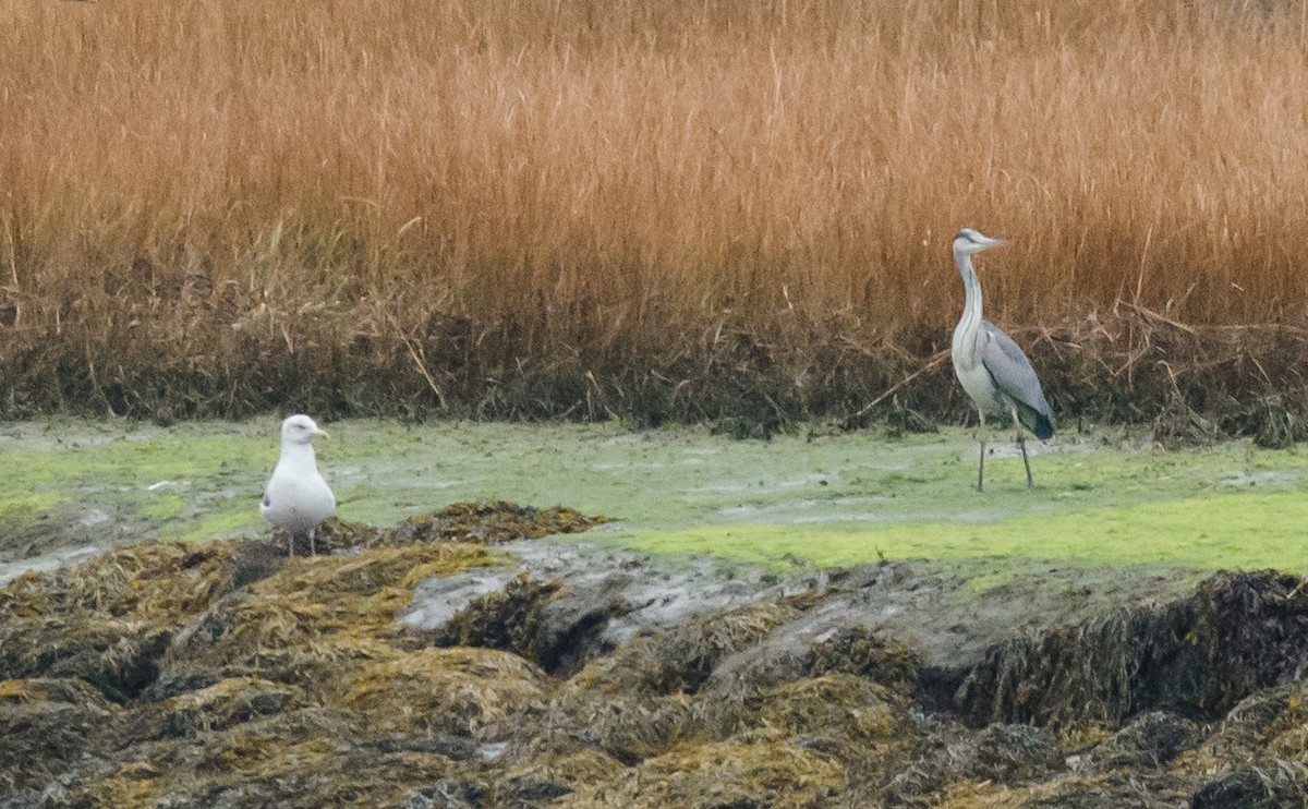 Gray Heron - ML611790919