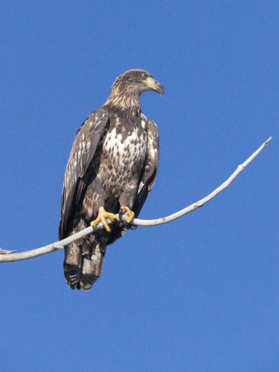 Bald Eagle - Jay Hutchins