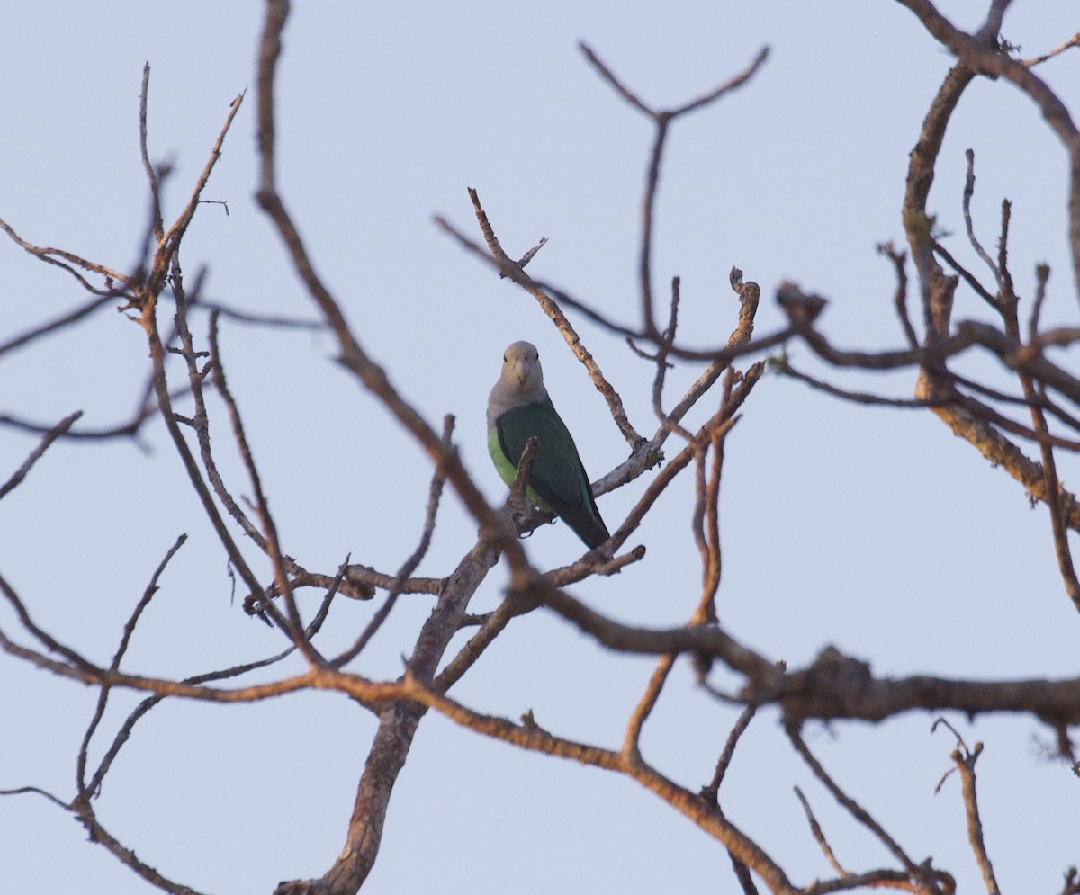 Gray-headed Lovebird - ML611791061