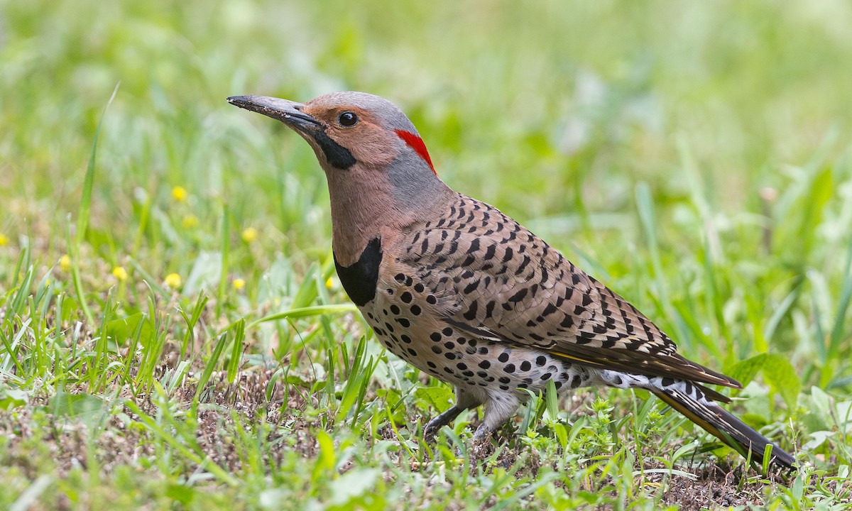 Northern Flicker - Cesar Ponce