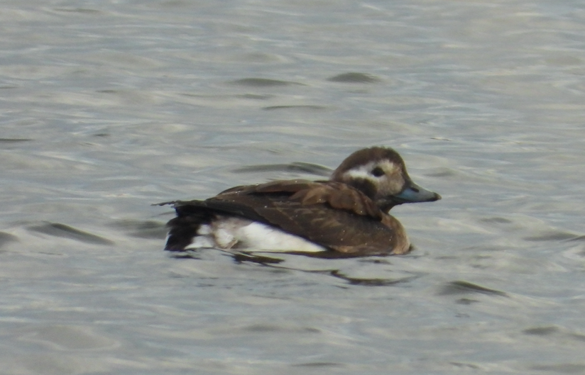 Long-tailed Duck - Stephen Dunstan