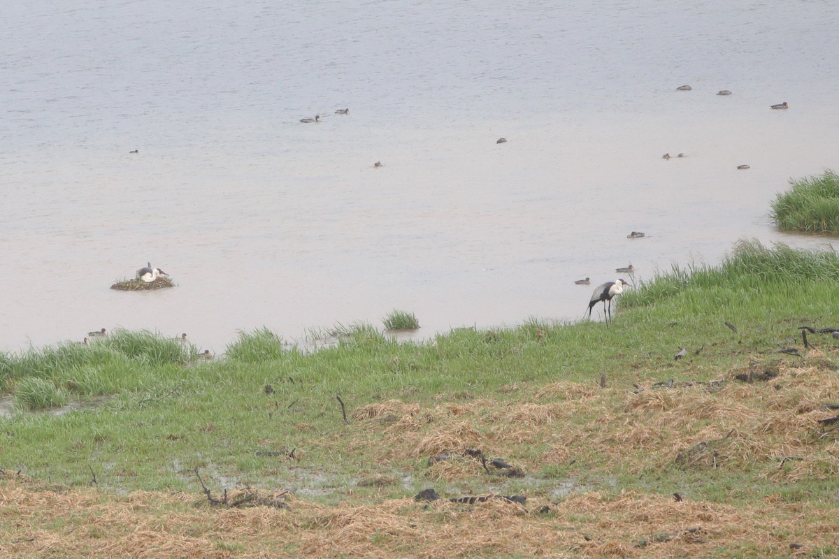 Wattled Crane - Ohad Sherer