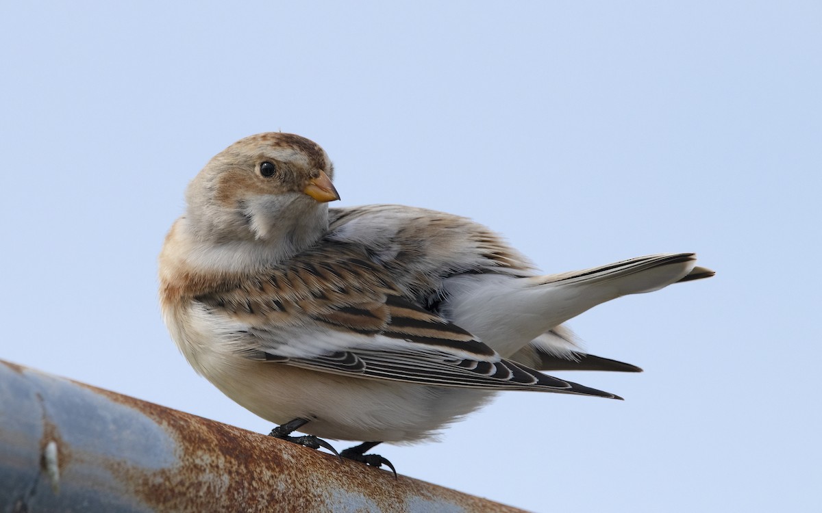 Snow Bunting - Tim White