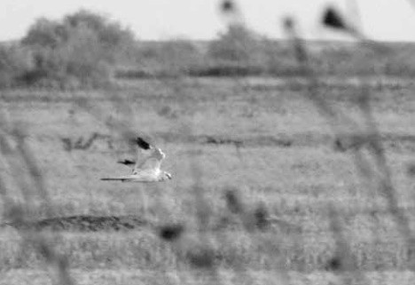 Pallid Harrier - ML611791445
