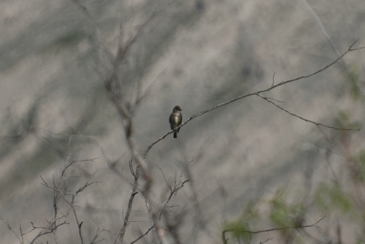 Olive-sided Flycatcher - ML611791631