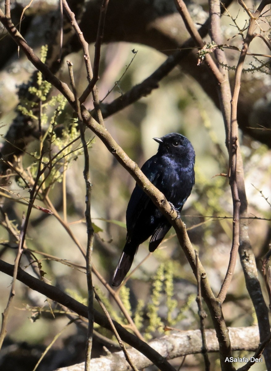 Purple-throated Cuckooshrike - ML611791720