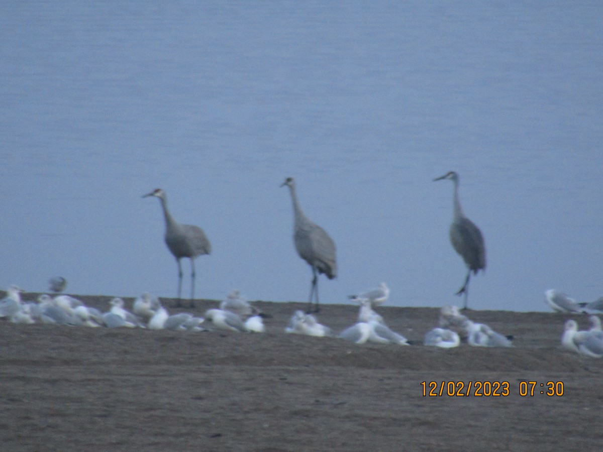 Grulla Canadiense - ML611791721