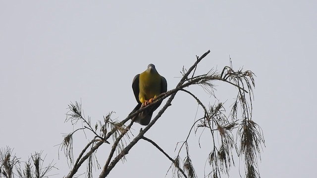 Yellow-footed Green-Pigeon - ML611791835