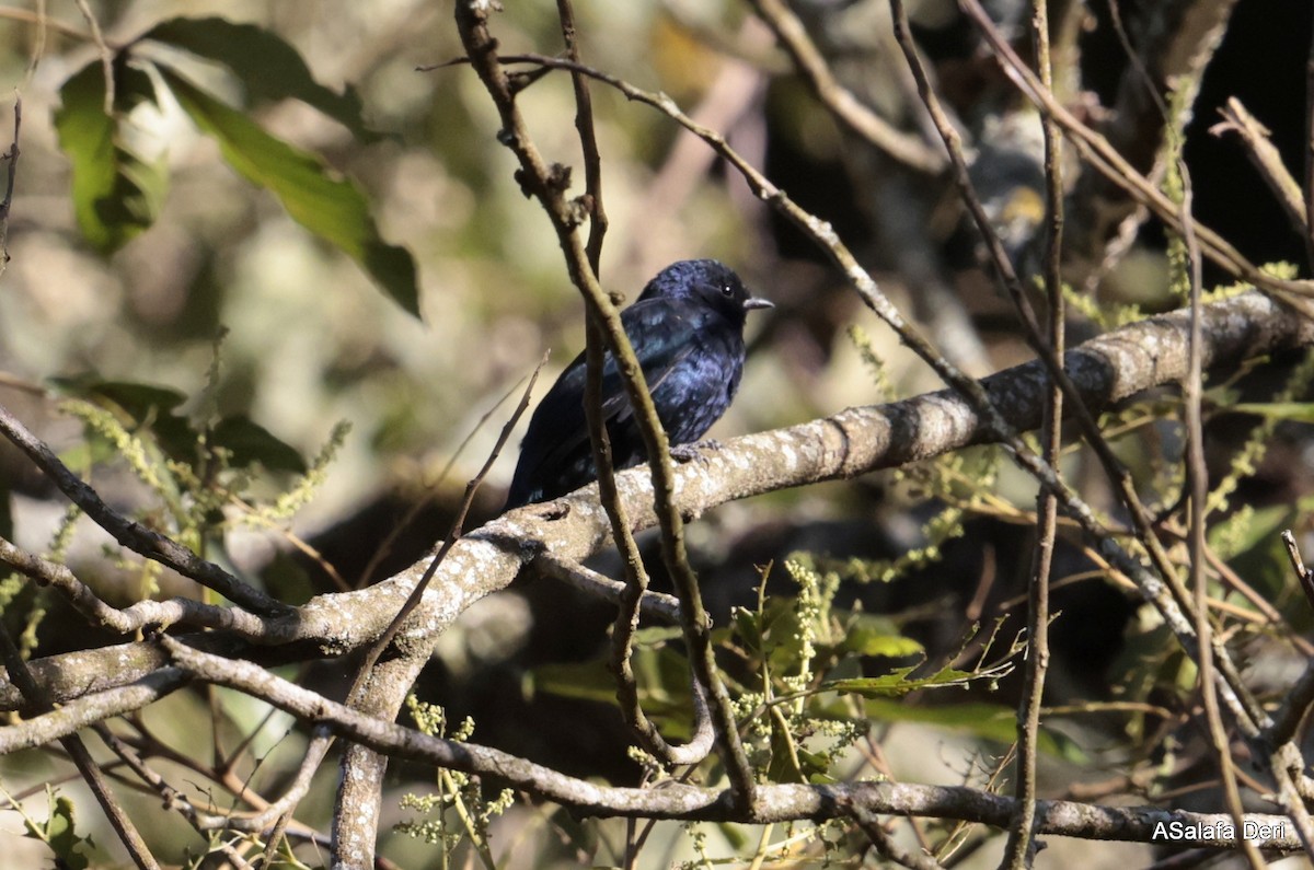 Purple-throated Cuckooshrike - ML611791855