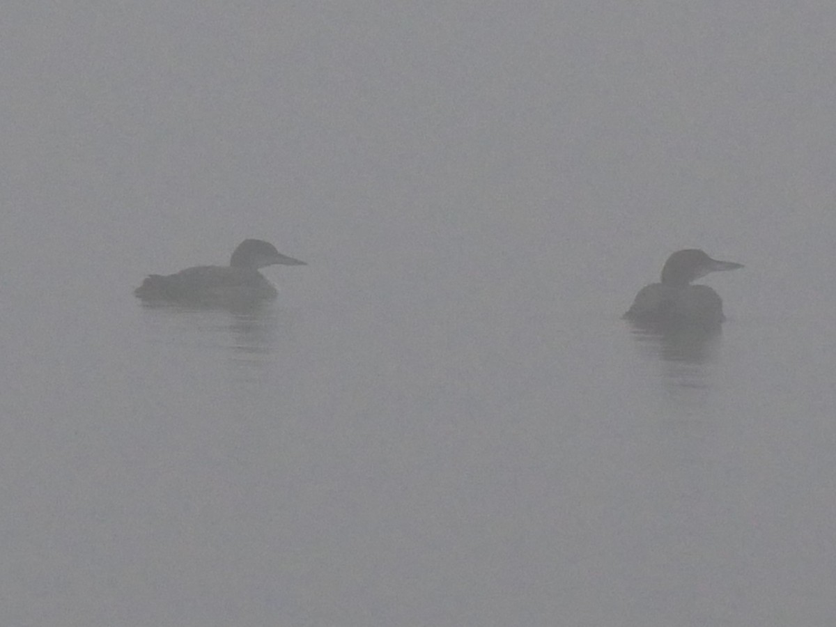 Common Loon - ML611791860