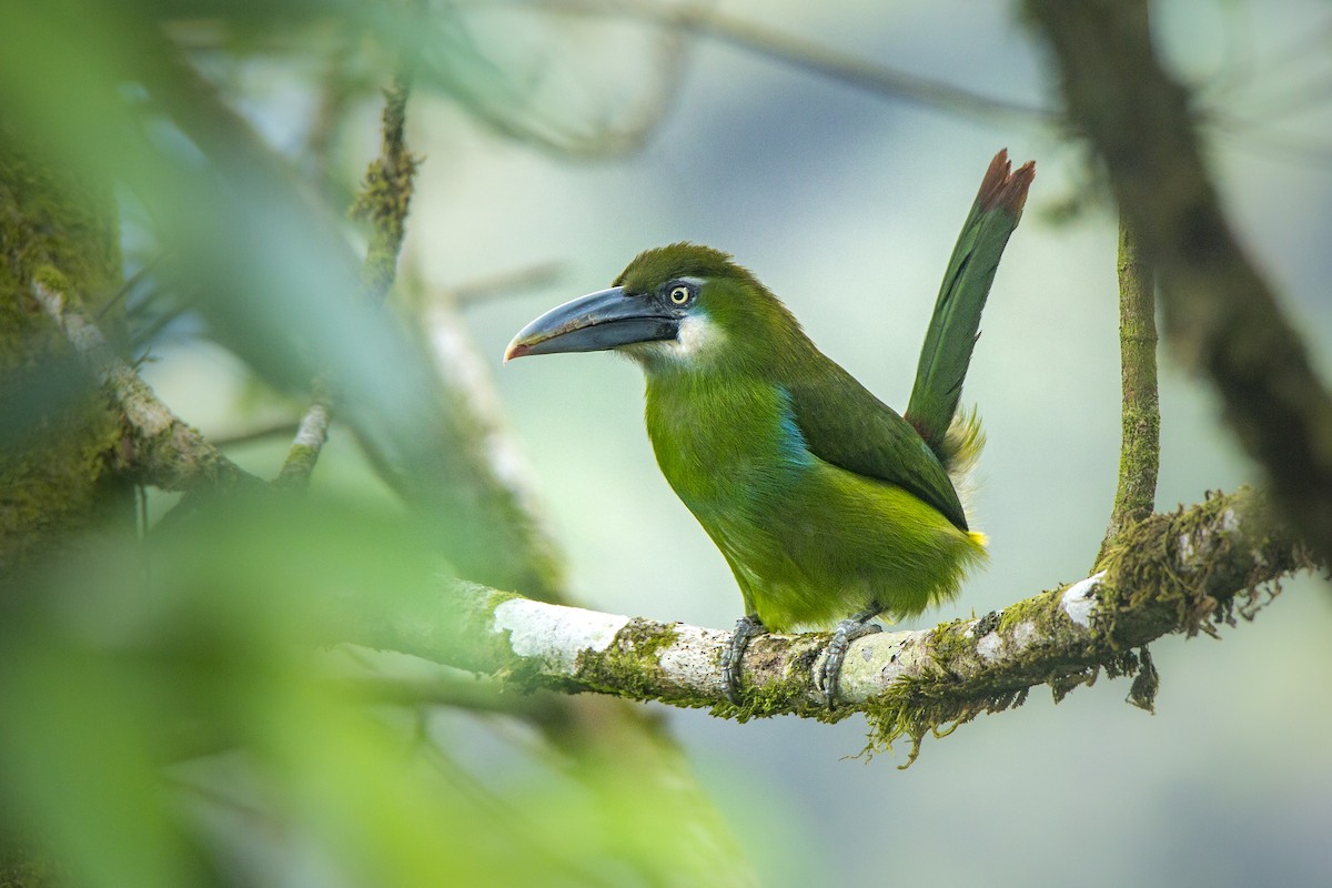 Toucanet à ceinture bleue - ML611792010