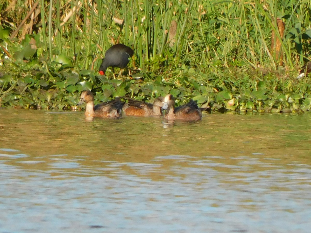 アメリカヒドリ - ML611792012