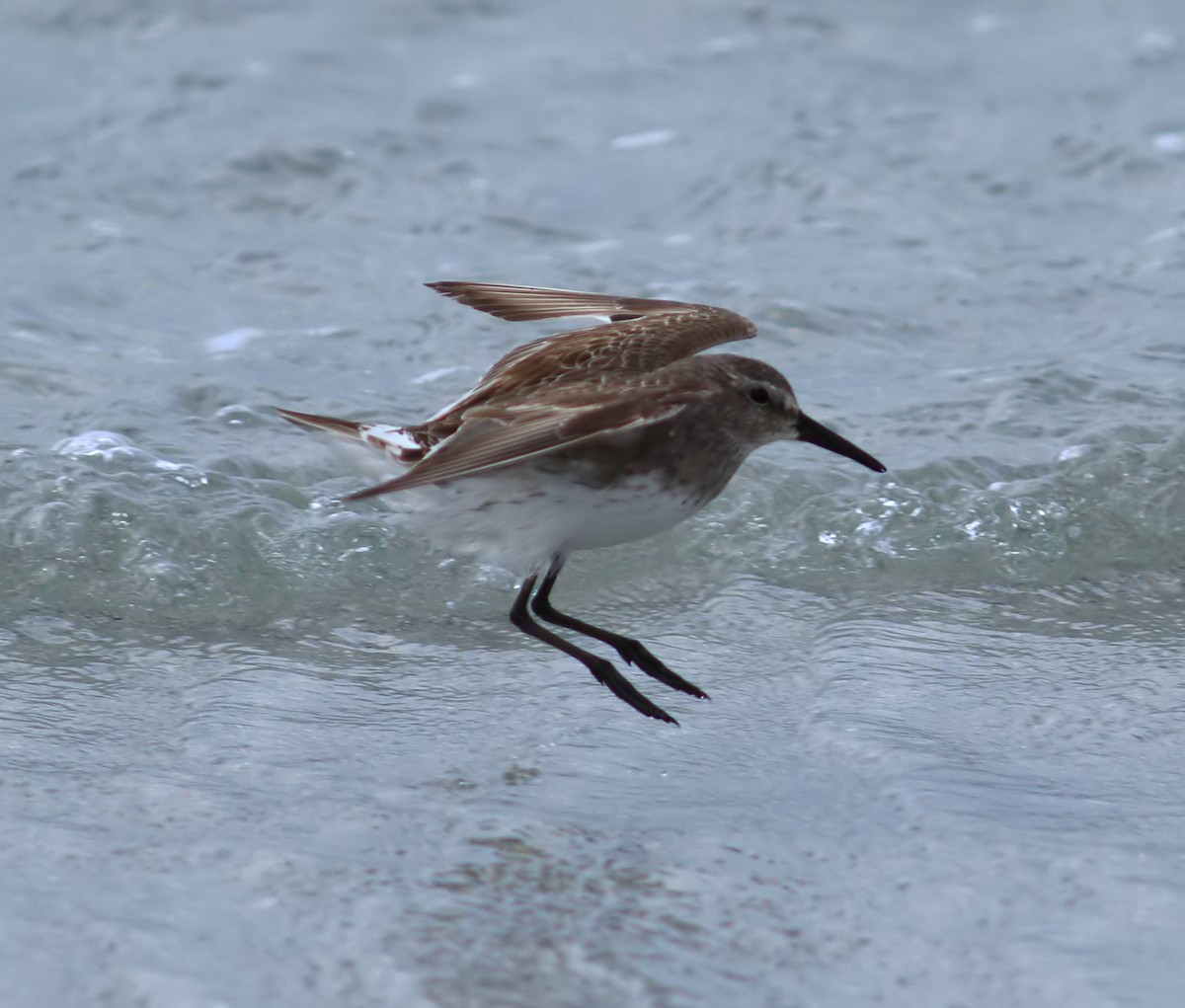 White-rumped Sandpiper - ML611792076