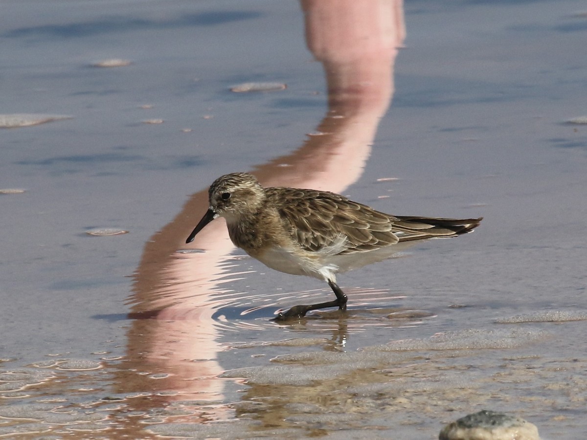 Baird's Sandpiper - ML611792097