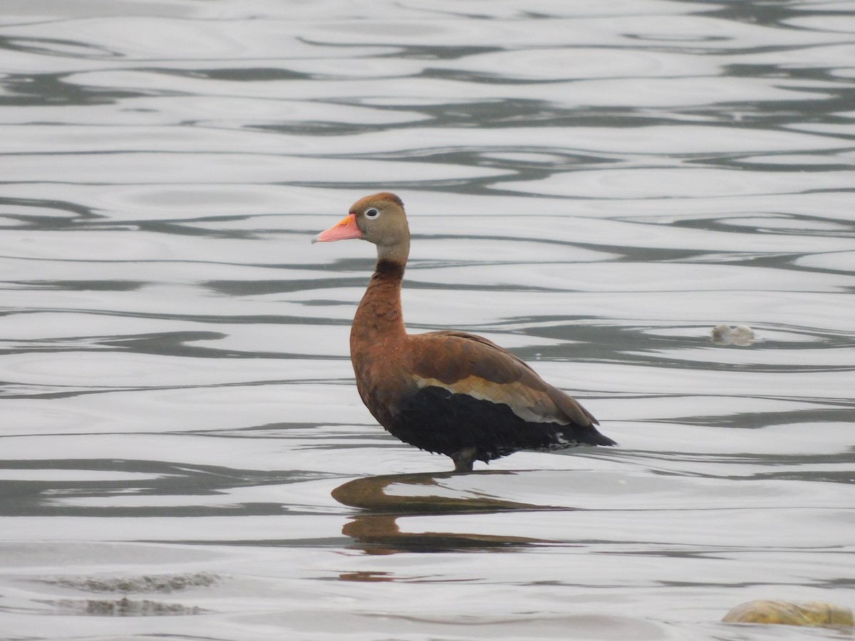 アカハシリュウキュウガモ - ML611792113