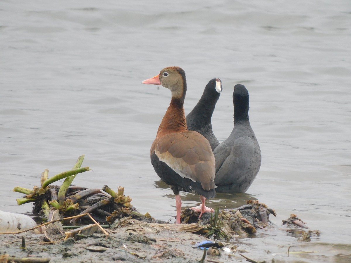 Black-bellied Whistling-Duck - ML611792114