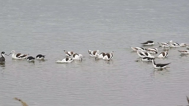 Avoceta Americana - ML611792239