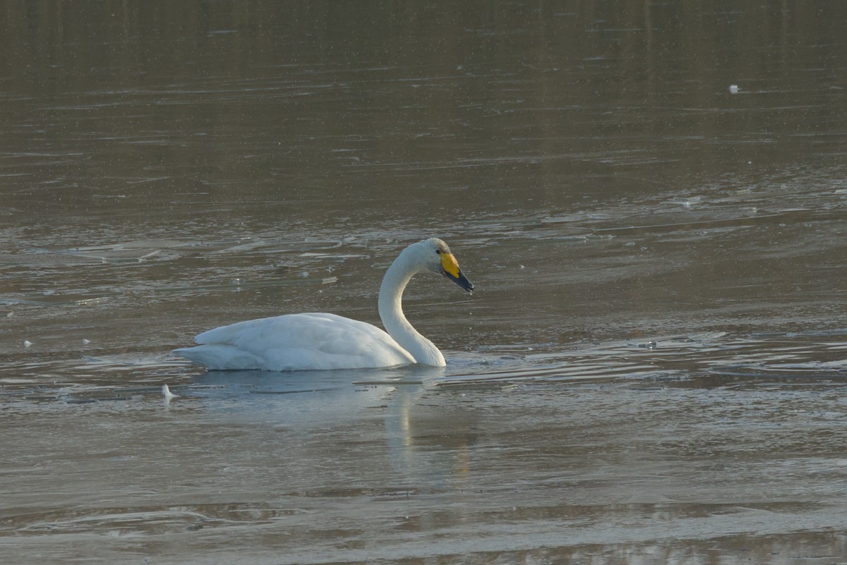 Whooper Swan - ML611792242