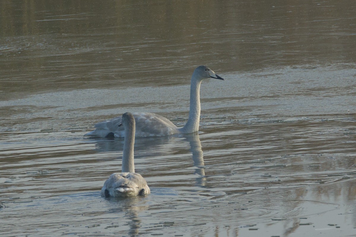 Whooper Swan - ML611792244