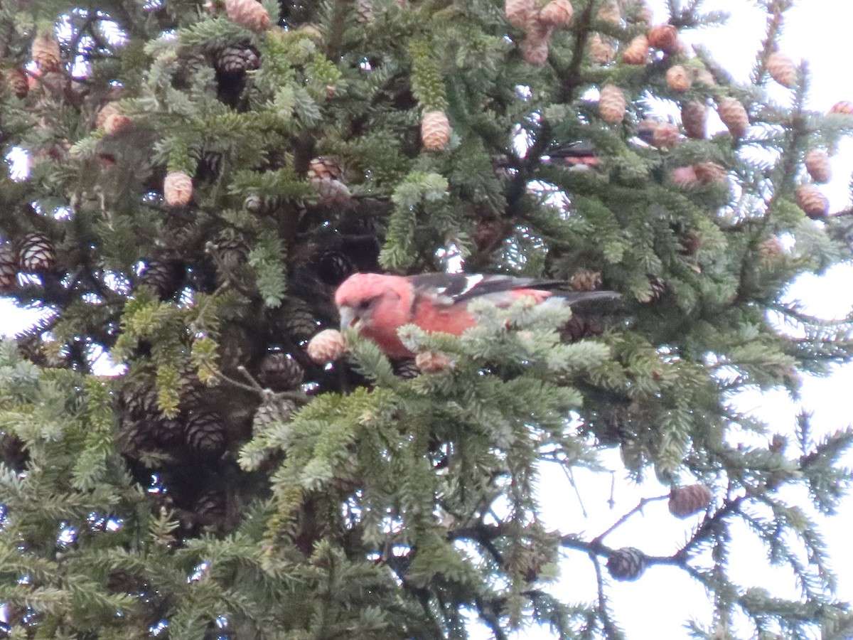 White-winged Crossbill - Collin Smith