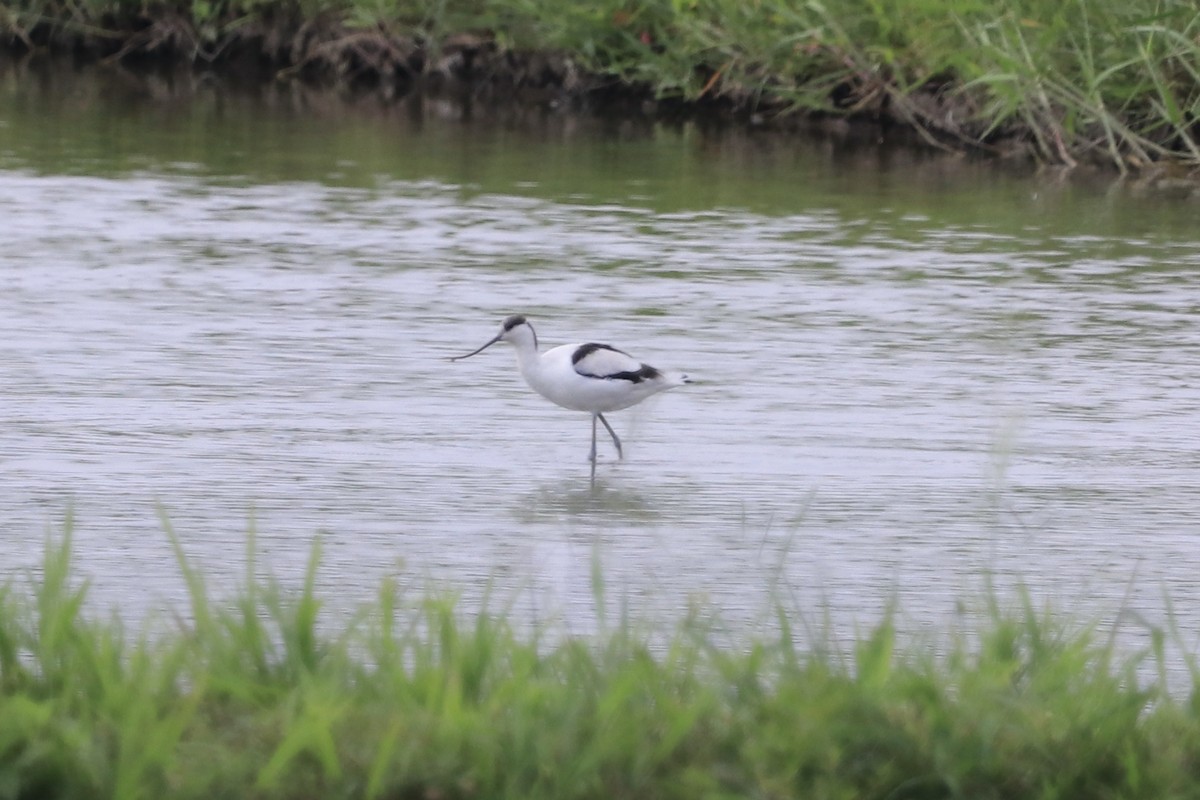 Pied Avocet - ML611792299