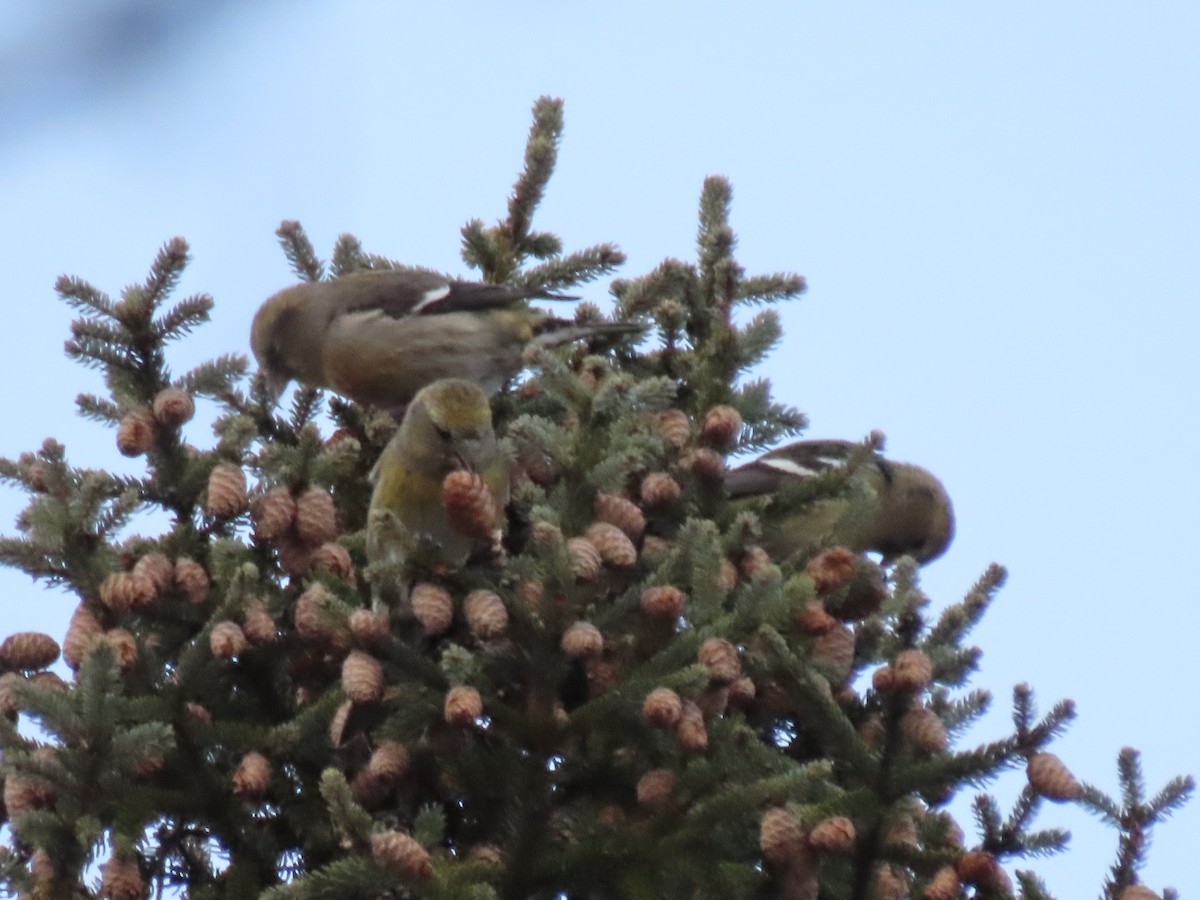 White-winged Crossbill - ML611792380