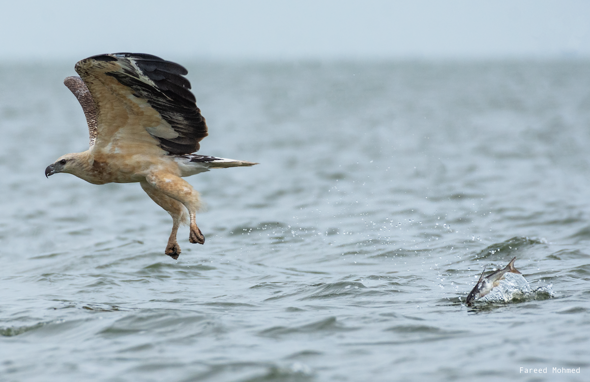 White-bellied Sea-Eagle - ML611792399