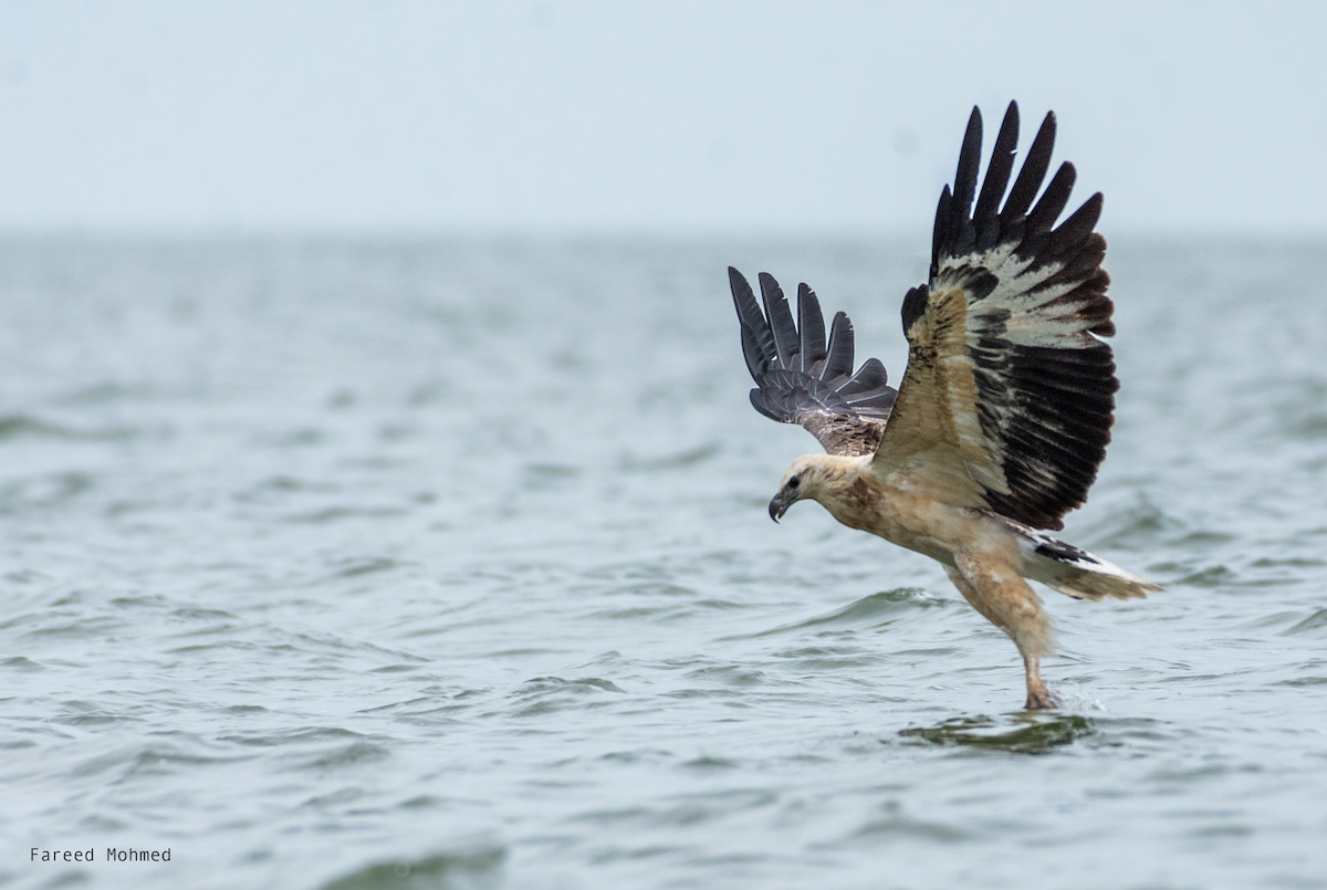 White-bellied Sea-Eagle - ML611792407