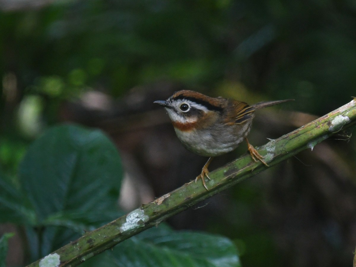 Rufous-throated Fulvetta - ML611792408