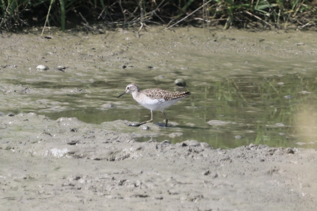 Wood Sandpiper - ML611792409