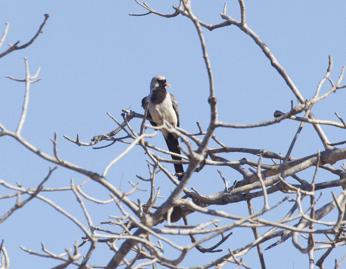 Namaqua Dove - ML611792605