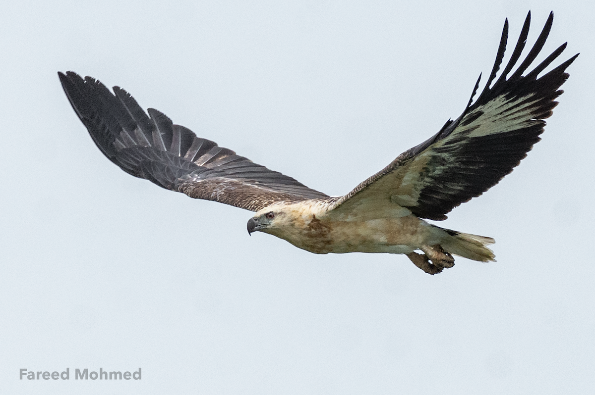 White-bellied Sea-Eagle - Fareed Mohmed