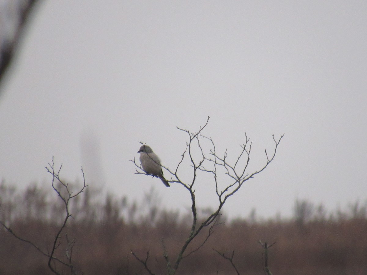 Northern Shrike - ML611792625