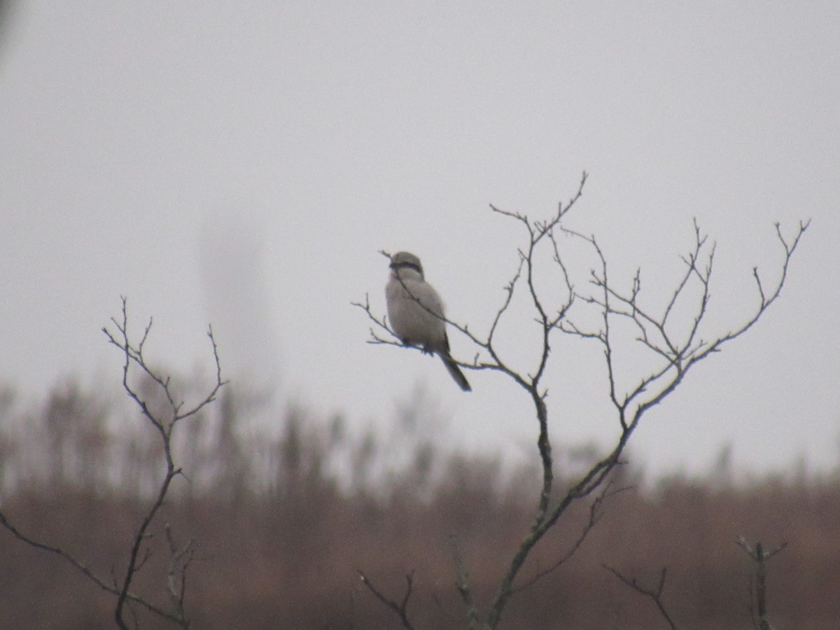 Northern Shrike - ML611792627