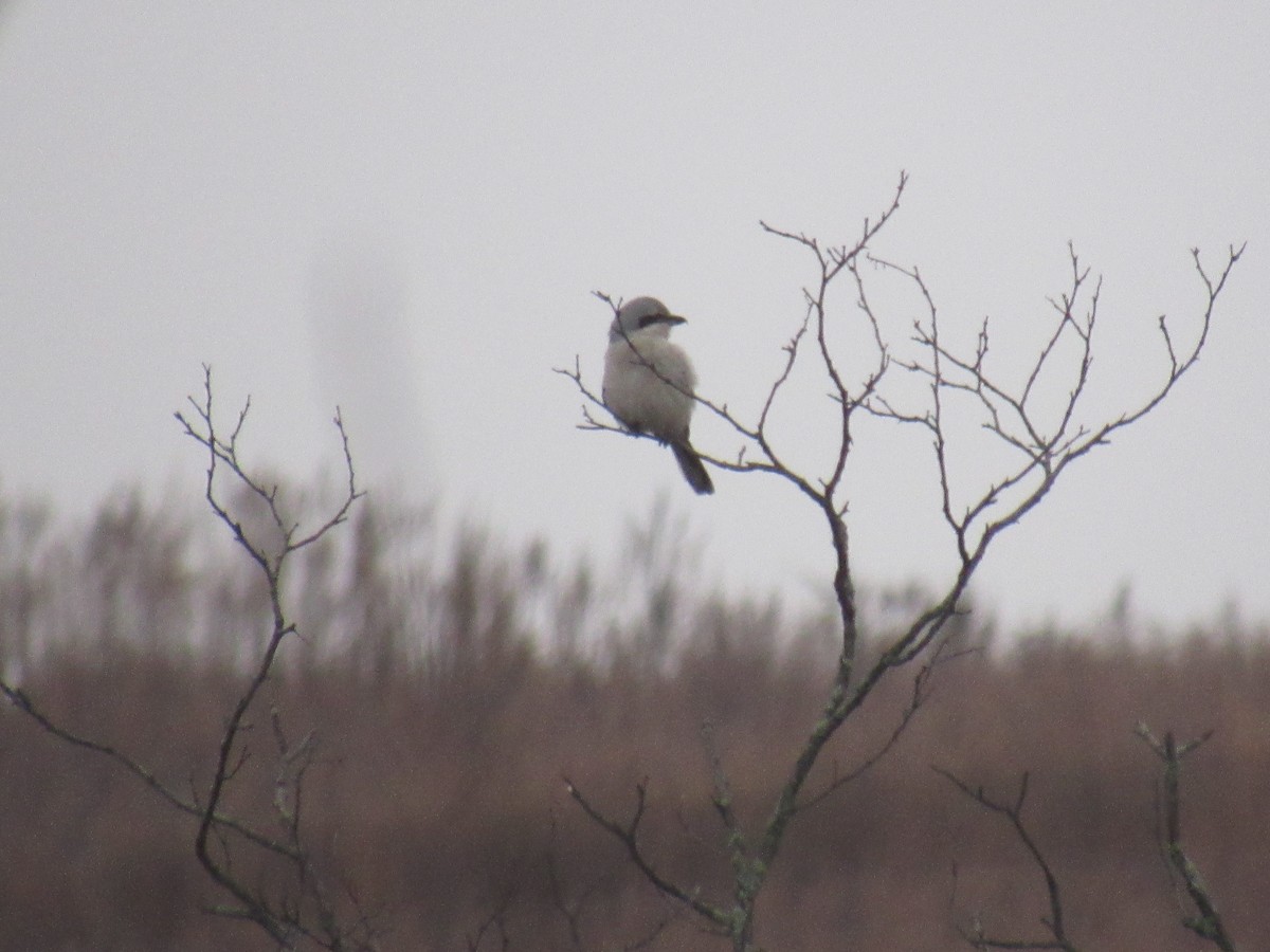 Northern Shrike - ML611792628