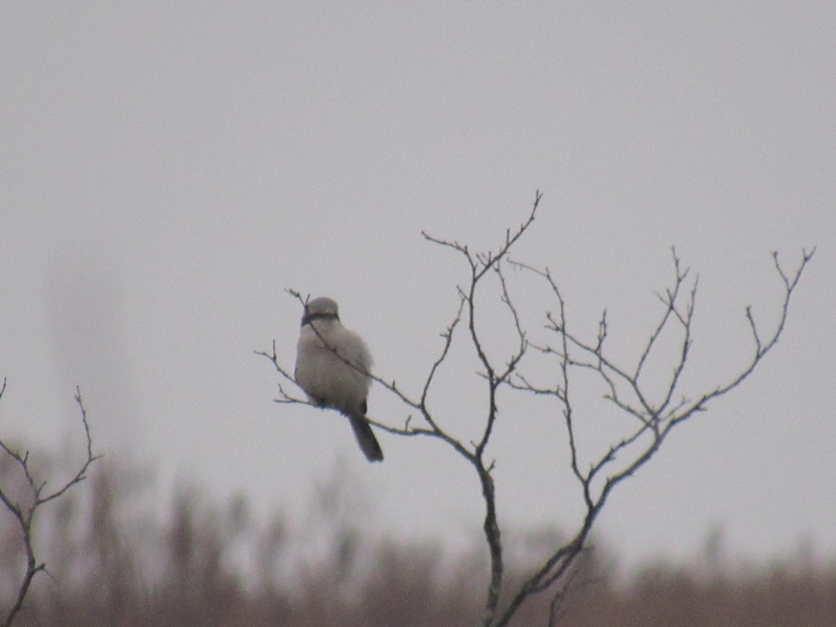 Northern Shrike - ML611792629