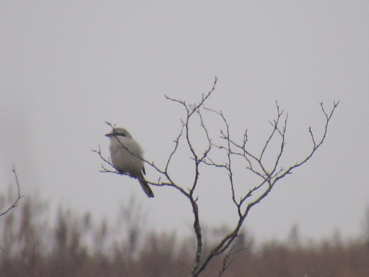 Northern Shrike - ML611792631