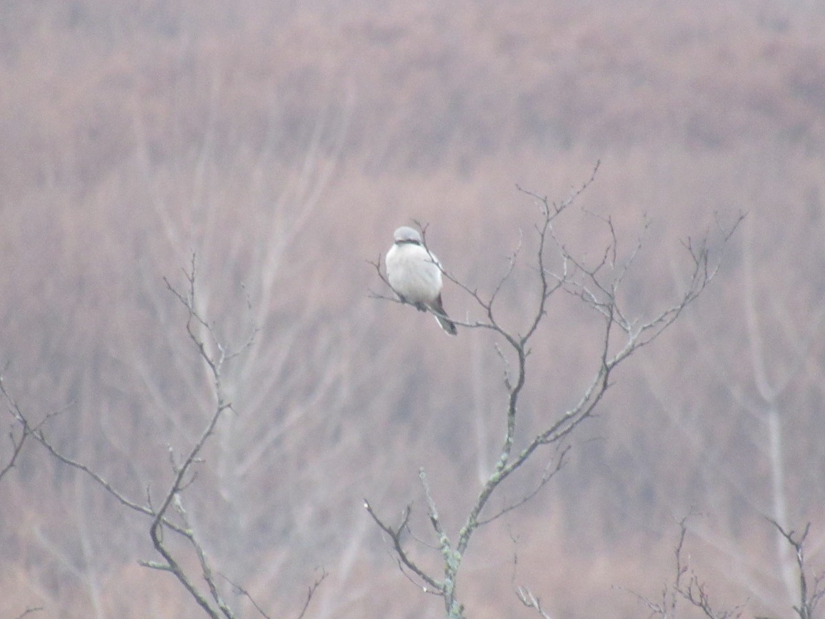 Northern Shrike - ML611792632