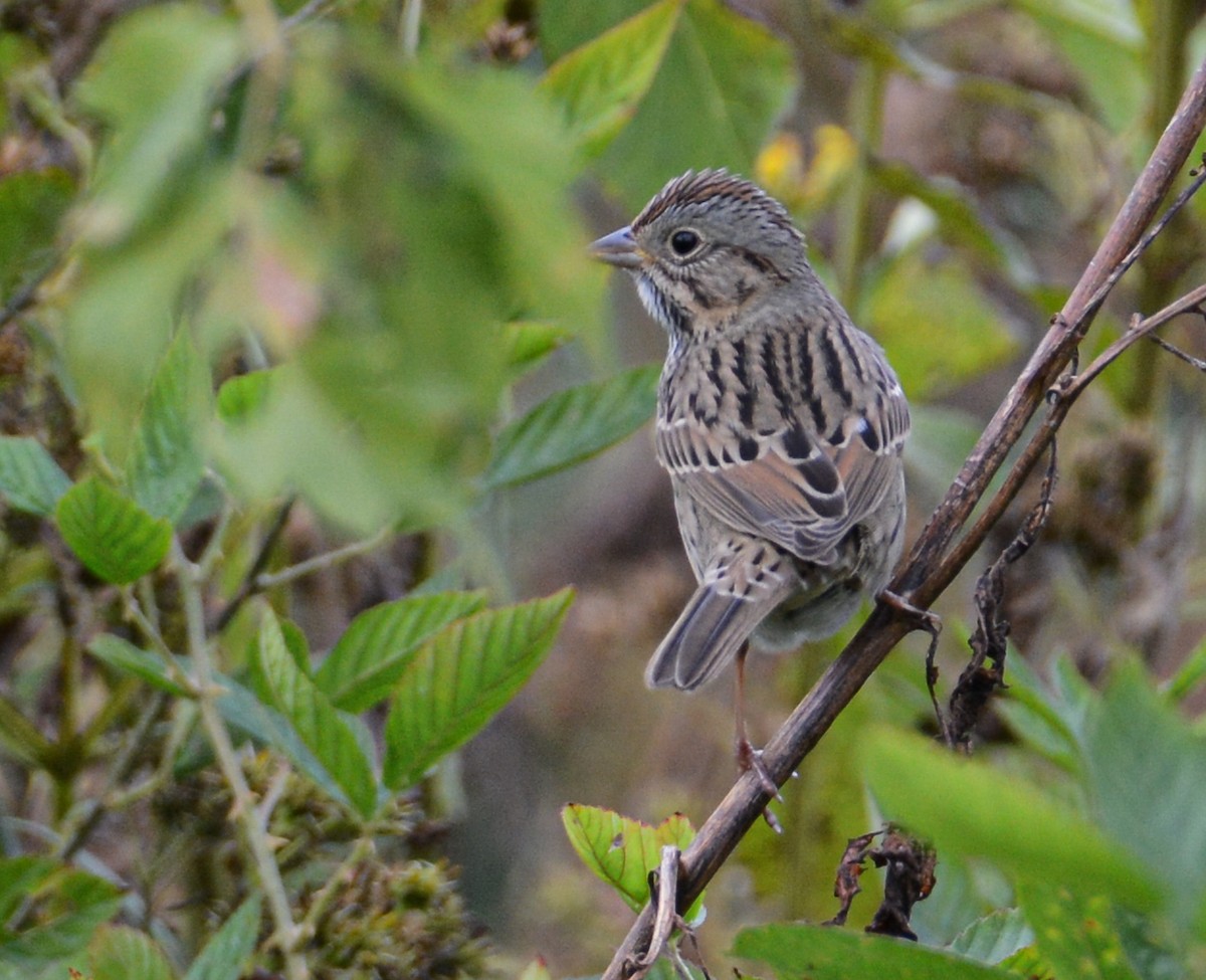 Lincoln's Sparrow - ML611792716