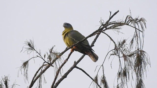 Yellow-footed Green-Pigeon - ML611792724