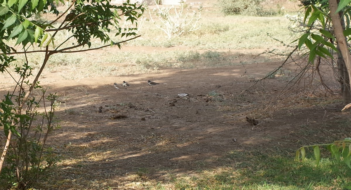 Black-headed Lapwing - ML611792727