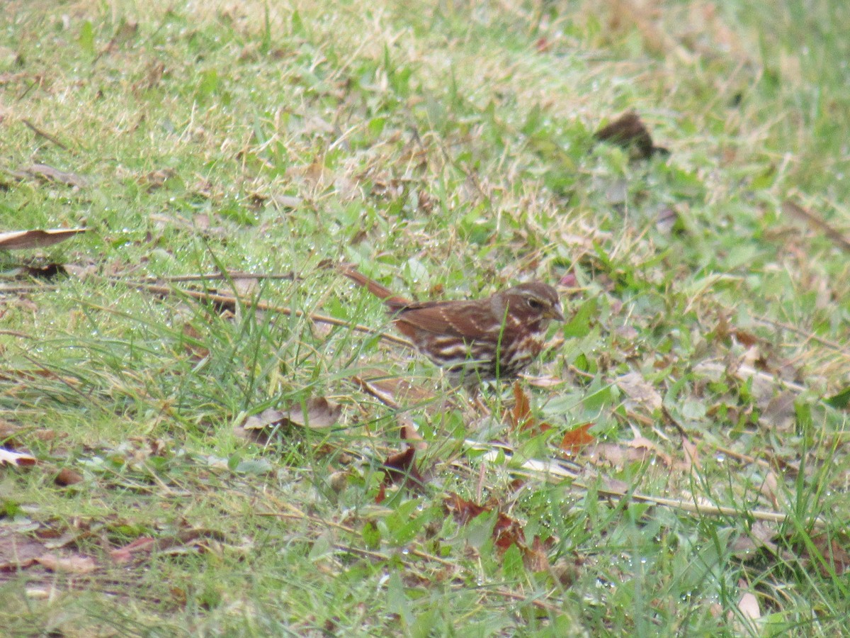 Fox Sparrow - ML611792731