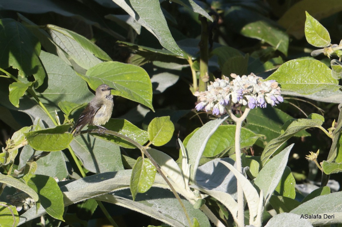 Variable Sunbird (Orange-chested) - ML611792791