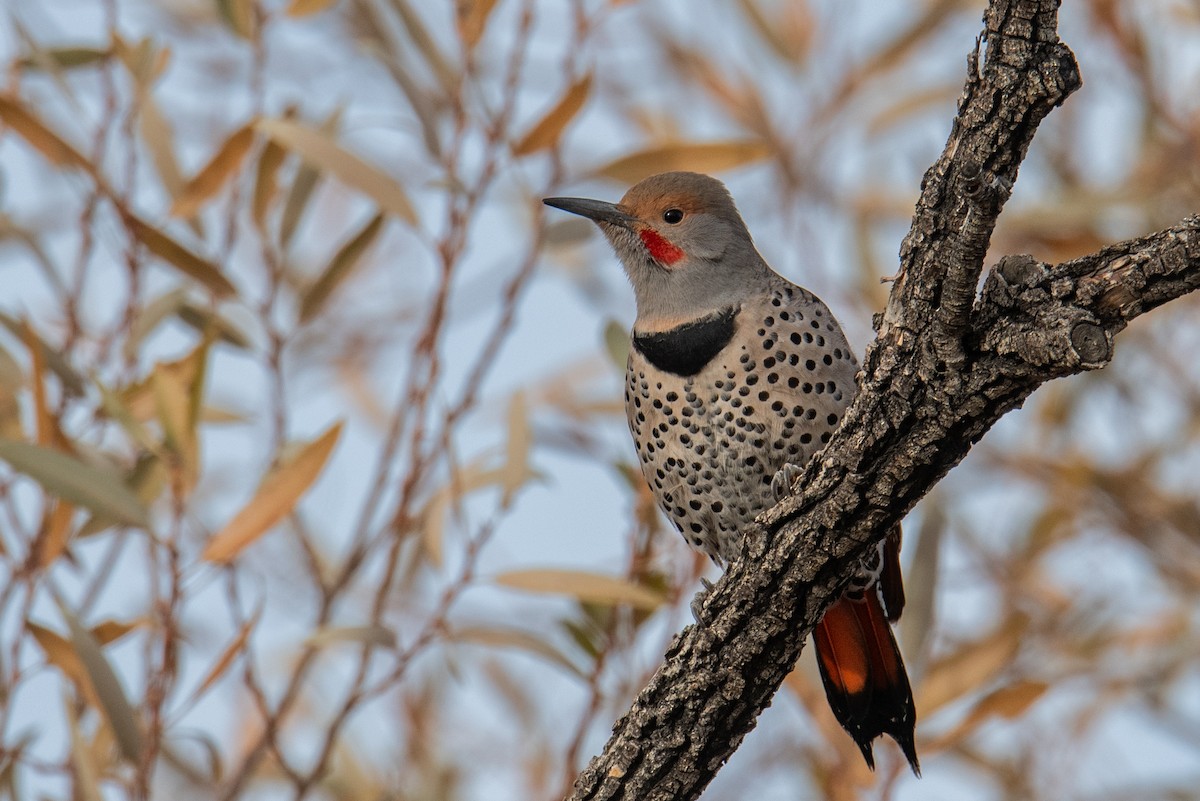 Northern Flicker (Red-shafted) - ML611792815